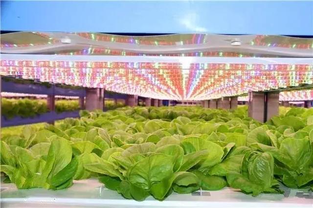 科技農(nóng)業(yè)新篇章 無(wú)土壤無(wú)陽(yáng)光的家庭蔬菜種植