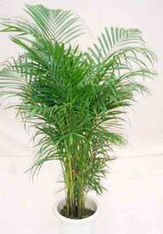 走進花卉世界網 探訪廣東省中山市華彩園藝產品與機械設備展示